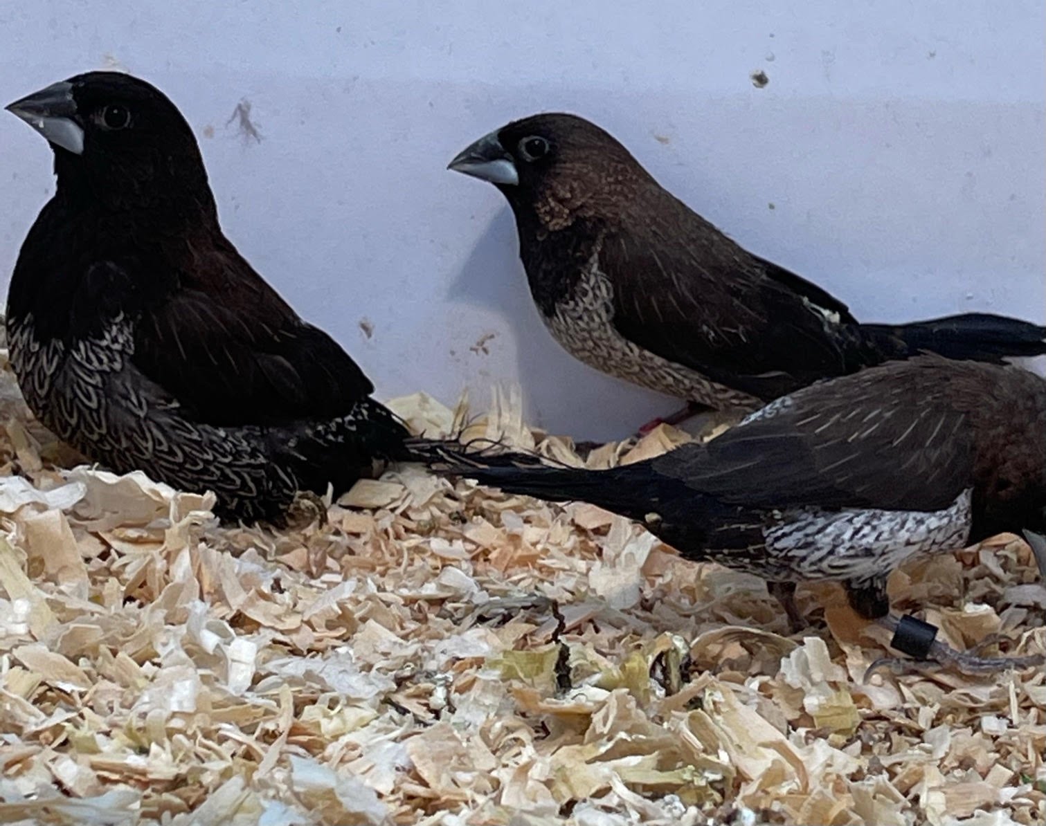 Finch Society - Image 10