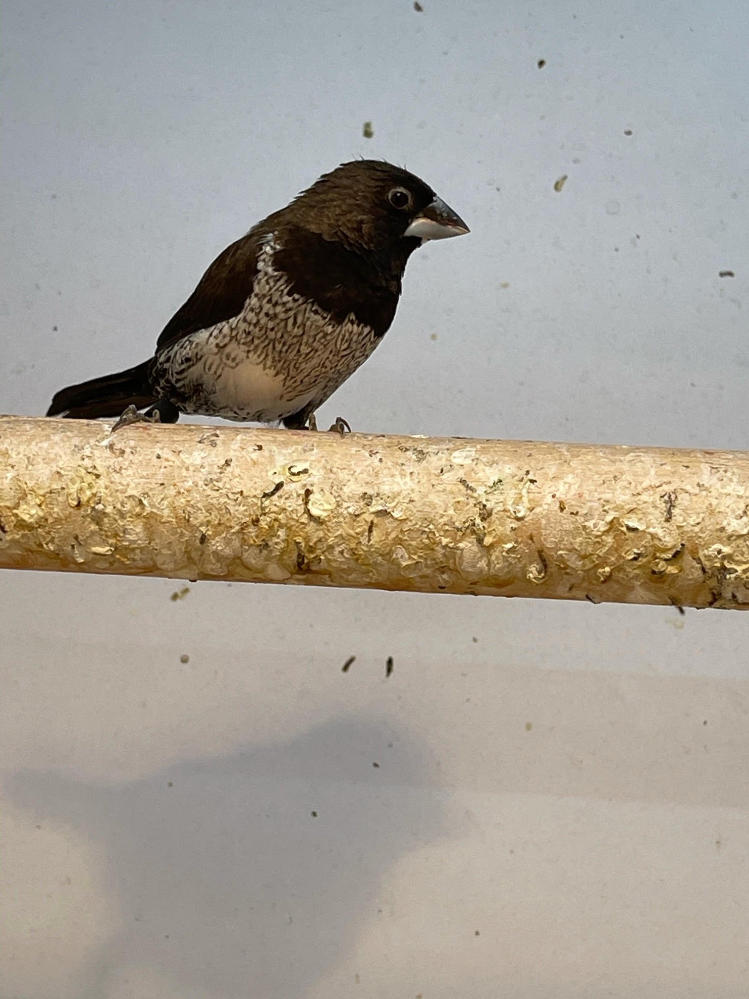 Finch Society - Image 2