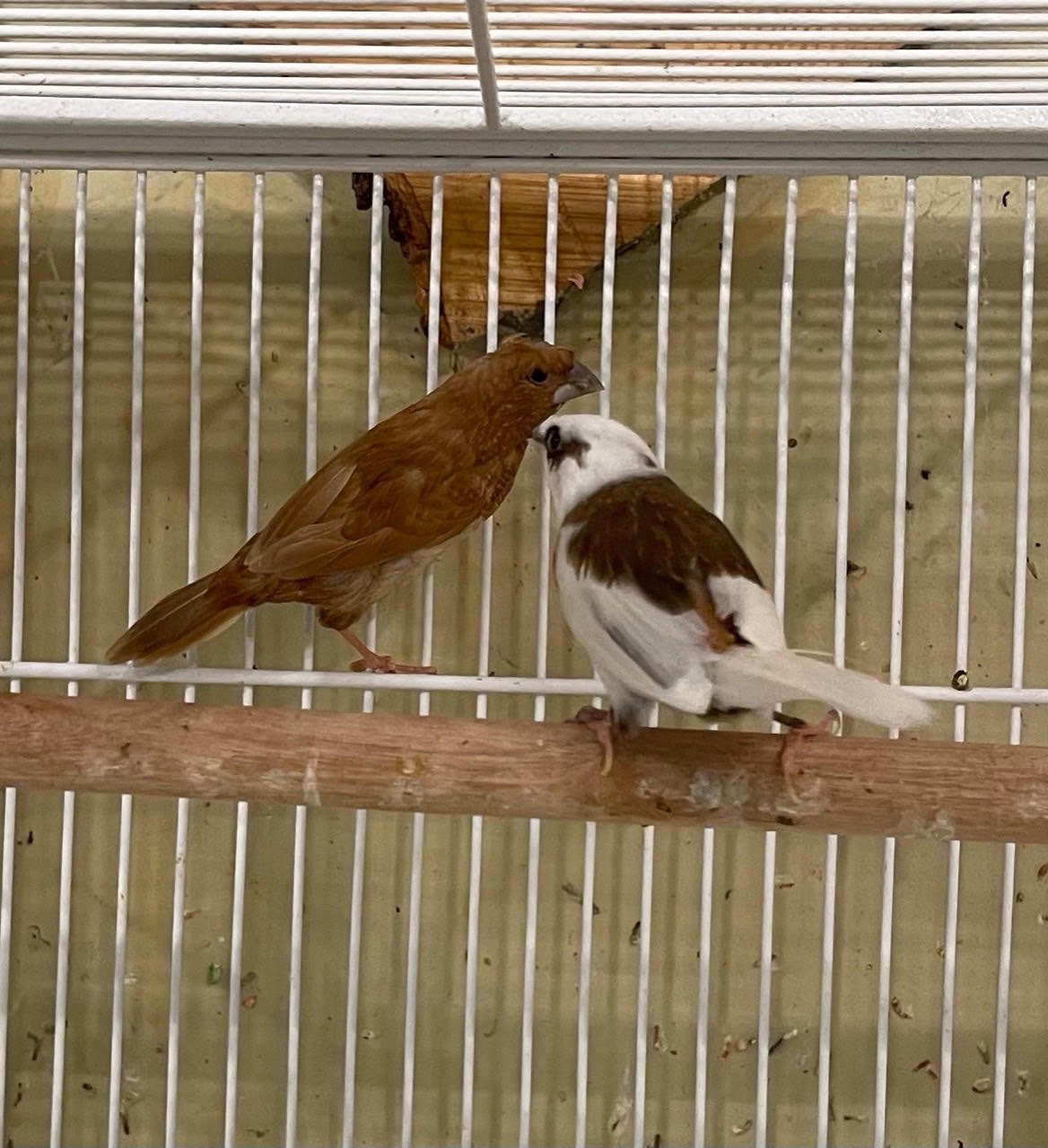 Finch Society - Image 3
