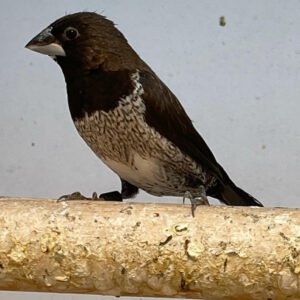 Finch Society