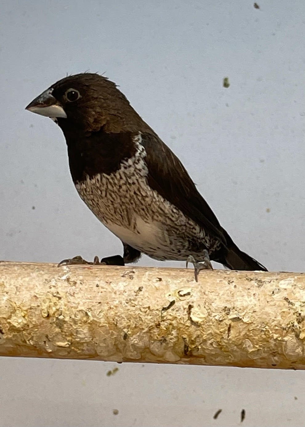 Finch Society
