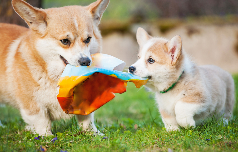Welsh Corgi Pembroke