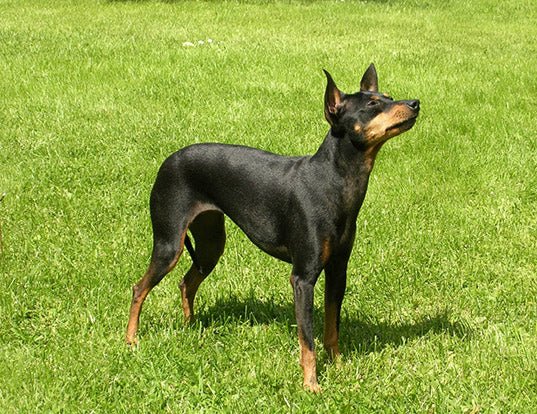 English Toy Terrier - Image 3