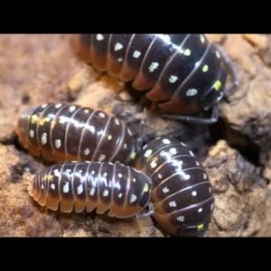 Armadillidium Klugii Montenegro Mix (10+)