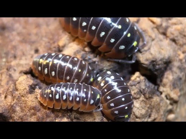 Armadillidium Klugii Montenegro Mix (10+)
