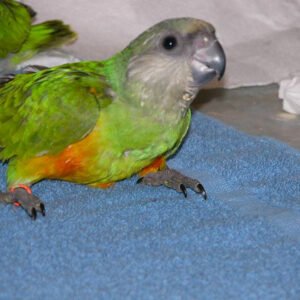 Baby Senegal