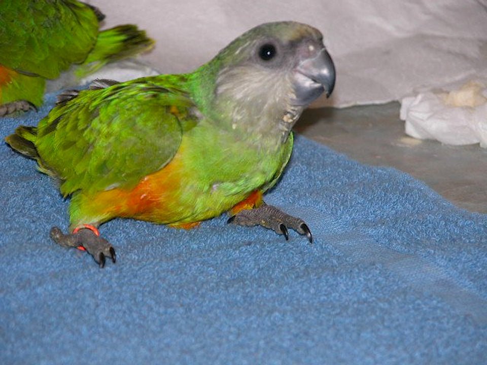 Baby Senegal