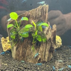 Shrimp Blue Dream