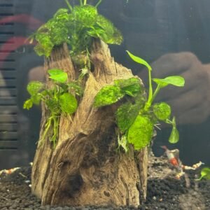 Shrimp Crystal (GRADE A)