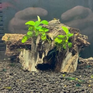 Shrimp Emerald Green