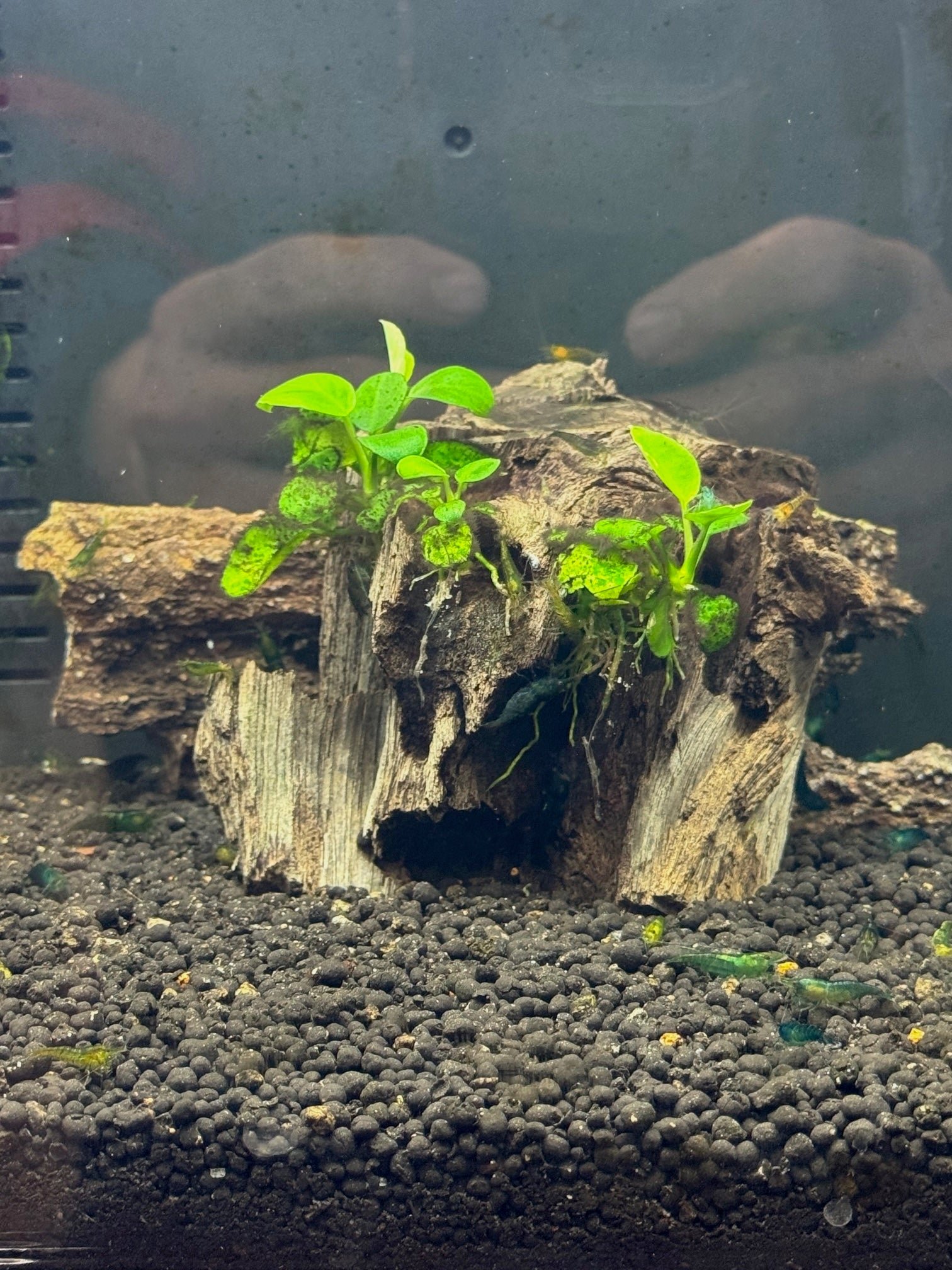 Shrimp Emerald Green