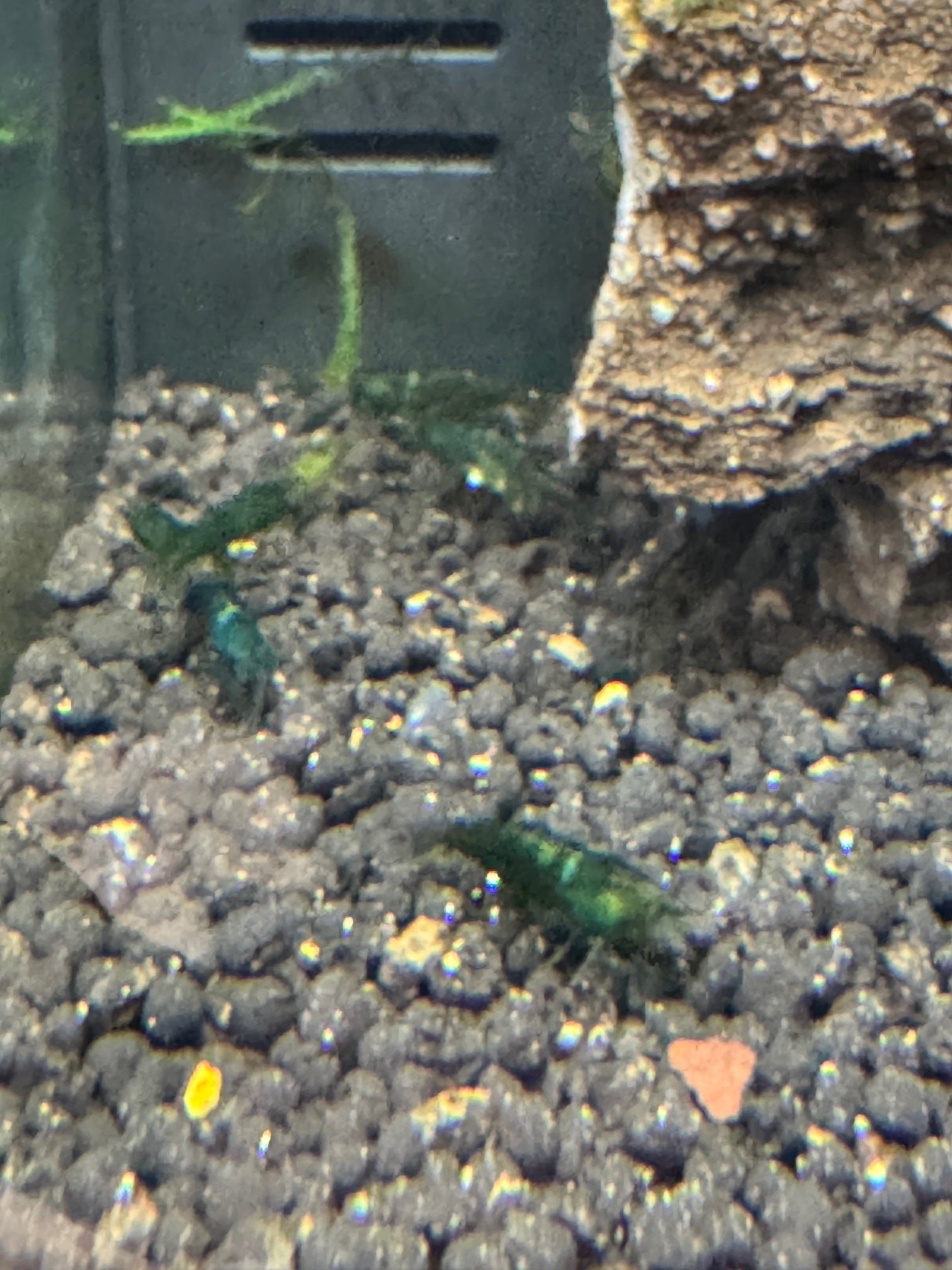 Shrimp Emerald Green - Image 2