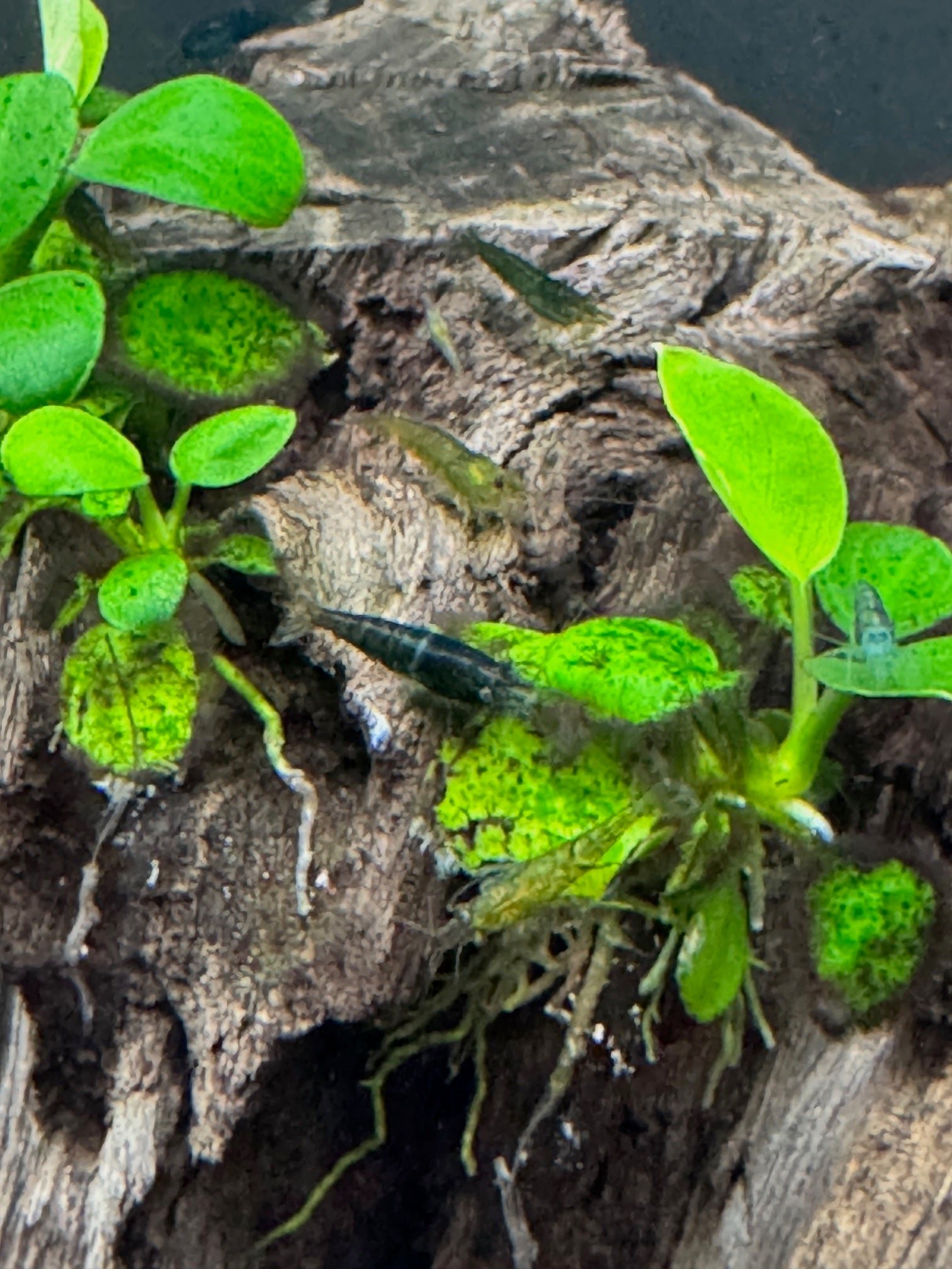 Shrimp Emerald Green - Image 3