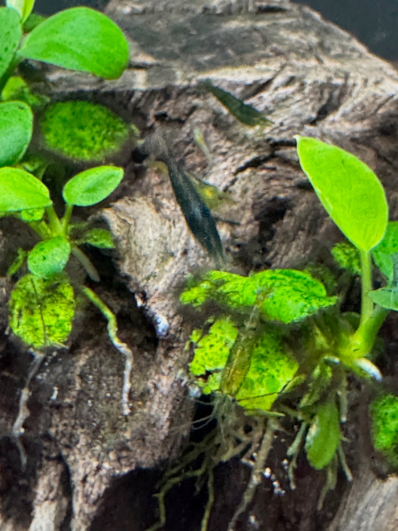 Shrimp Emerald Green - Image 4