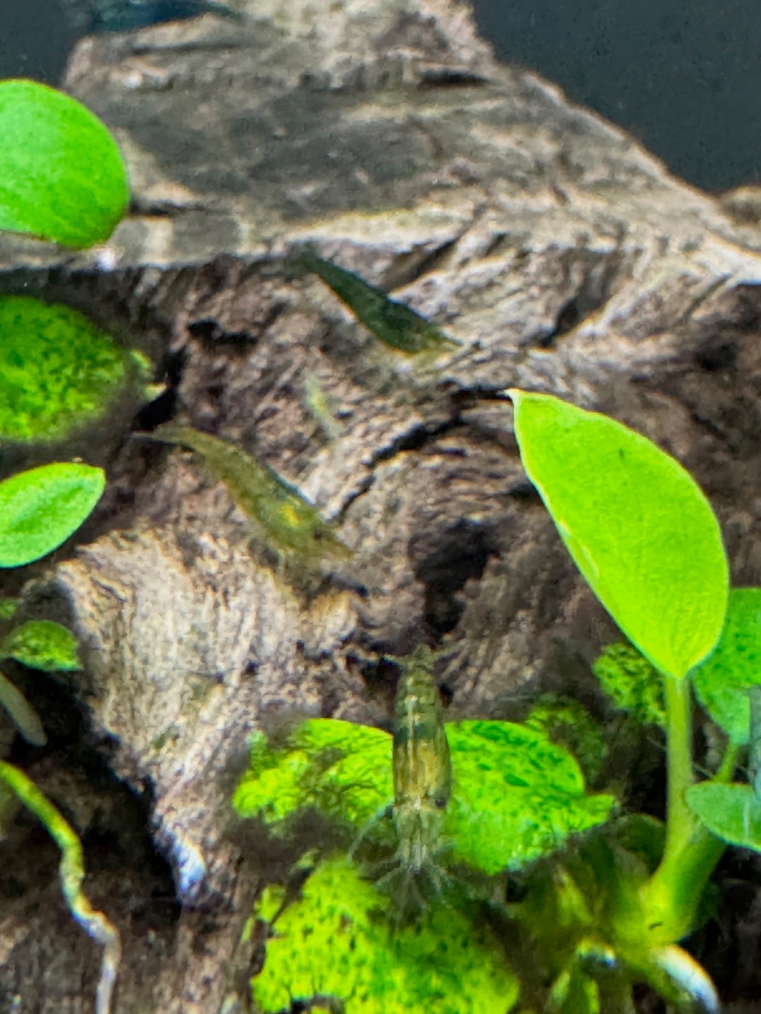 Shrimp Emerald Green - Image 5