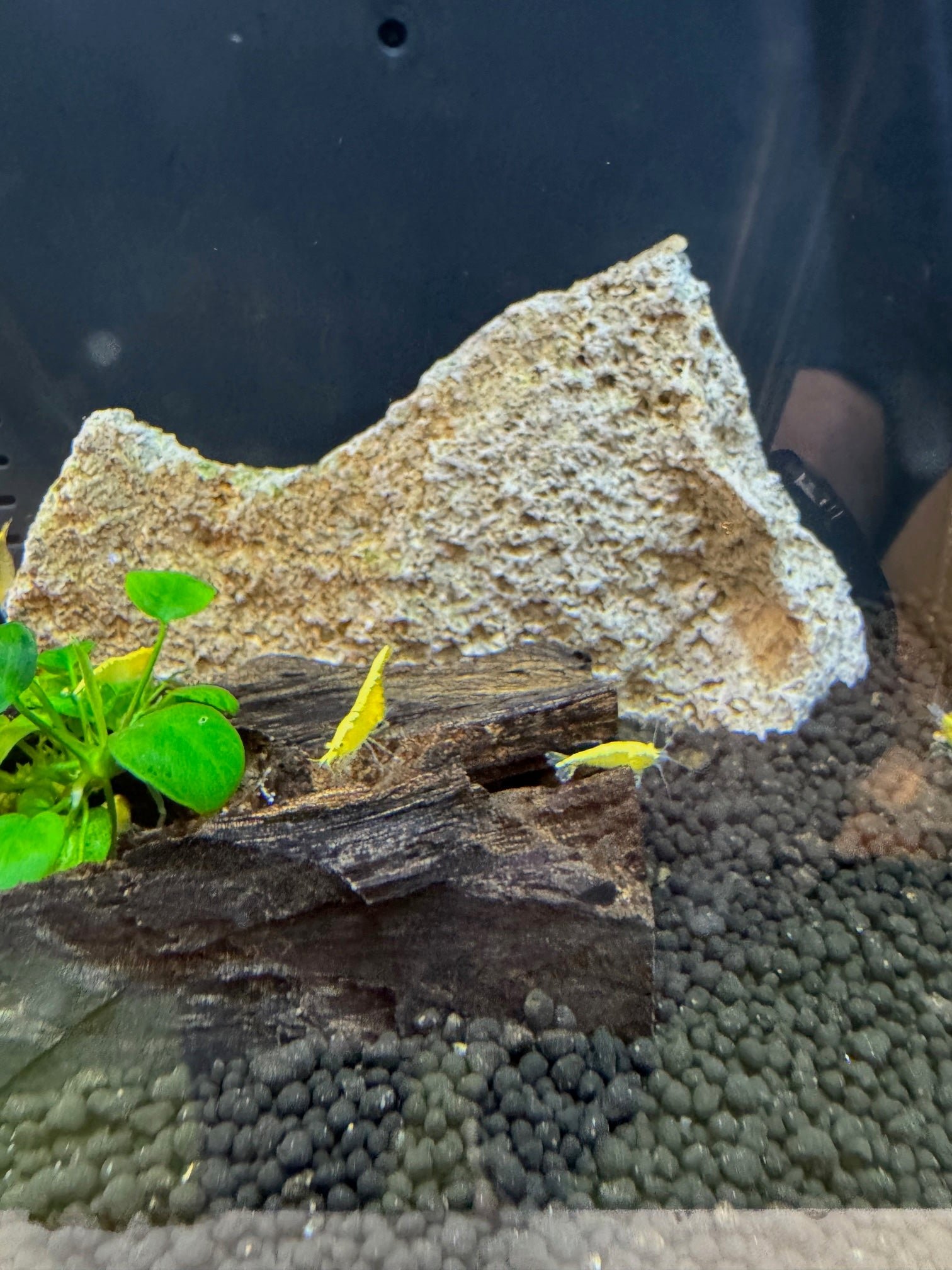Shrimp Yellow Fire - Image 2