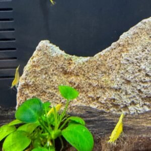 Shrimp Yellow Fire