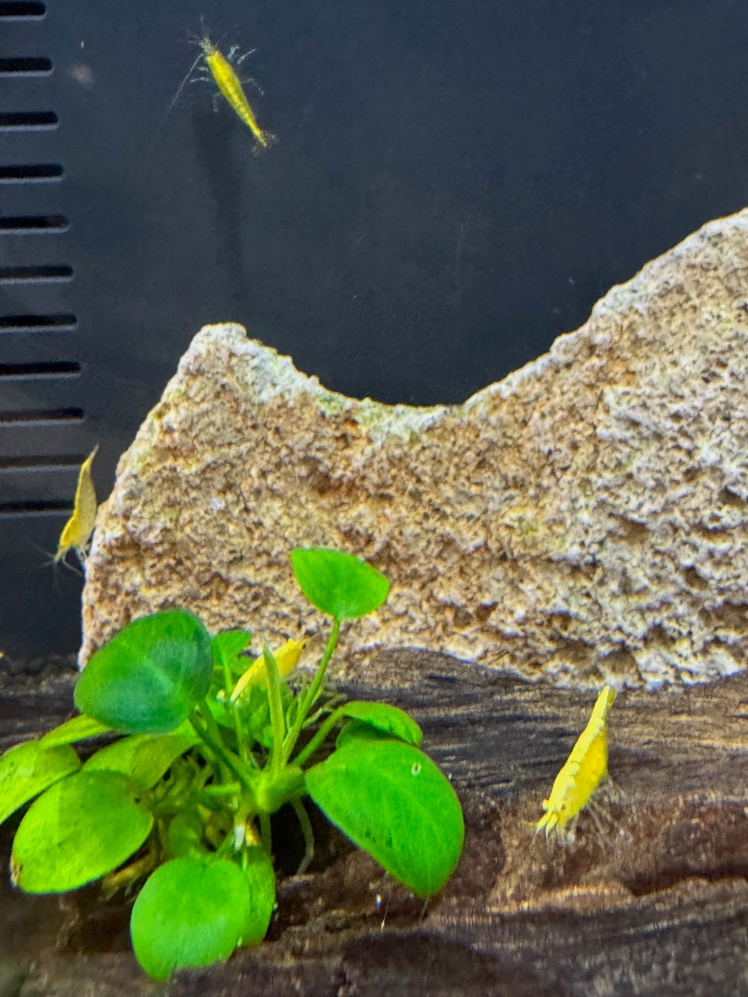 Shrimp Yellow Fire