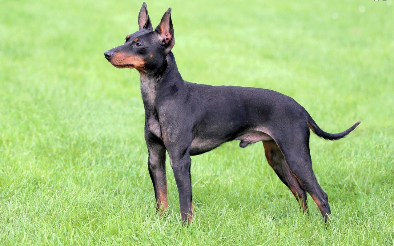 English Toy Terrier - Image 4