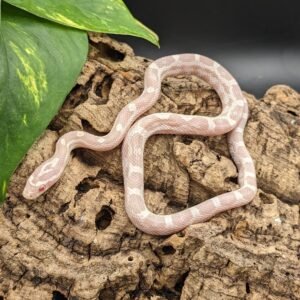 CORNSNAKE SNOW