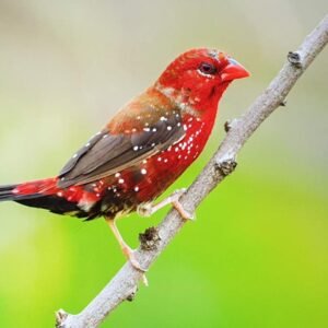 Finch Strawberry