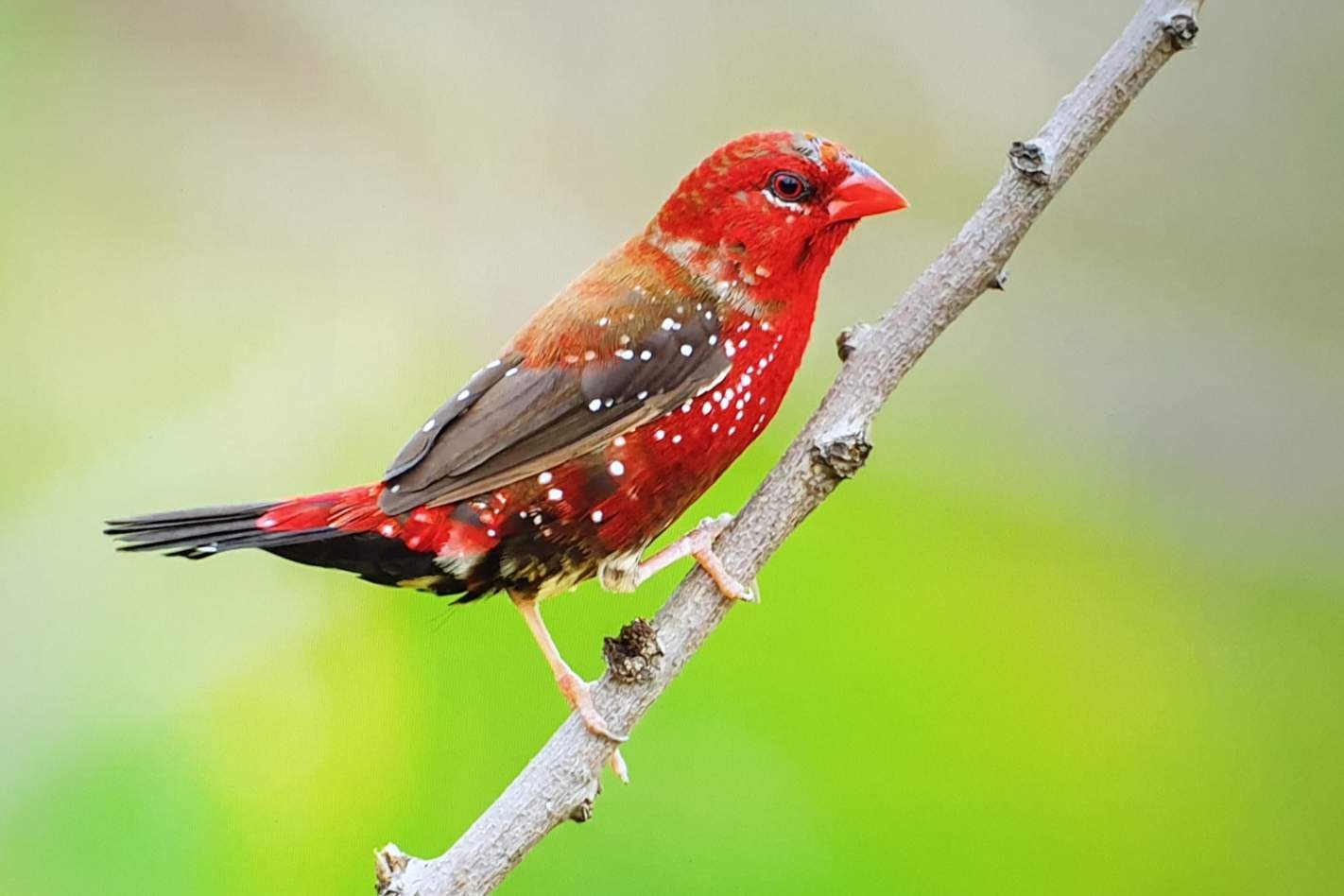 Finch Strawberry