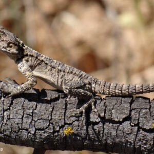 Agama Starred