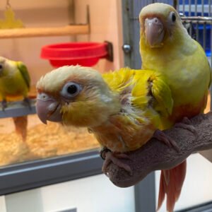 Baby Conure (Sun-Cheeked)