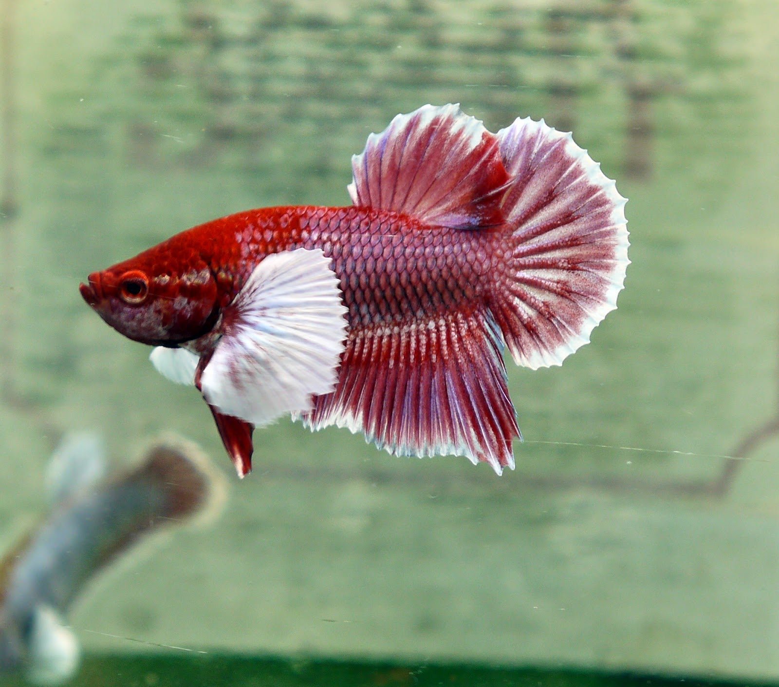Betta Elephant Ear (Plaket) - Image 2