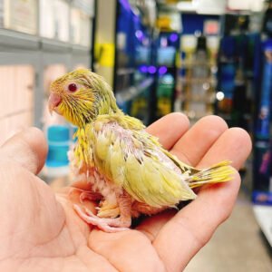 Baby Parrotlet (Green Fallow Red Eye)