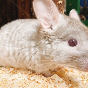 Baby Chinchilla Fancy