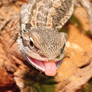Bearded Dragon (Fancy)