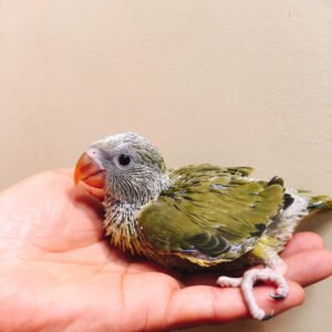 Baby Indian Ringneck (Grey-Green)