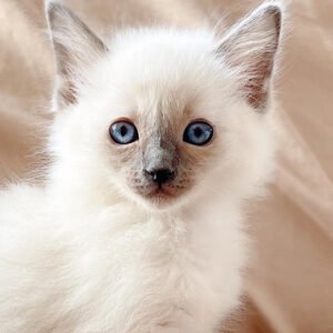 BALDOLL Balinese (Male) X Ragdoll (Female)  (Local Bred)
