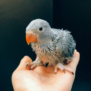 Baby Indian Ringneck (Grey)