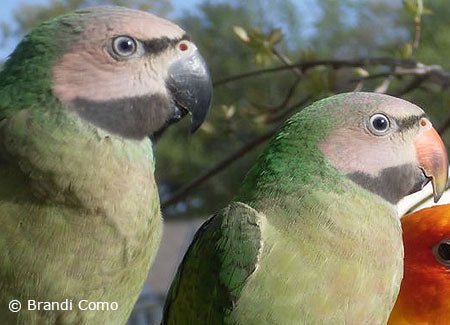 two-young-moustachedparakeets1