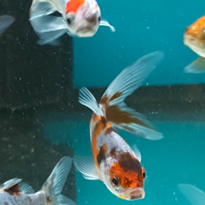 Gold Fish (Shubunkin)