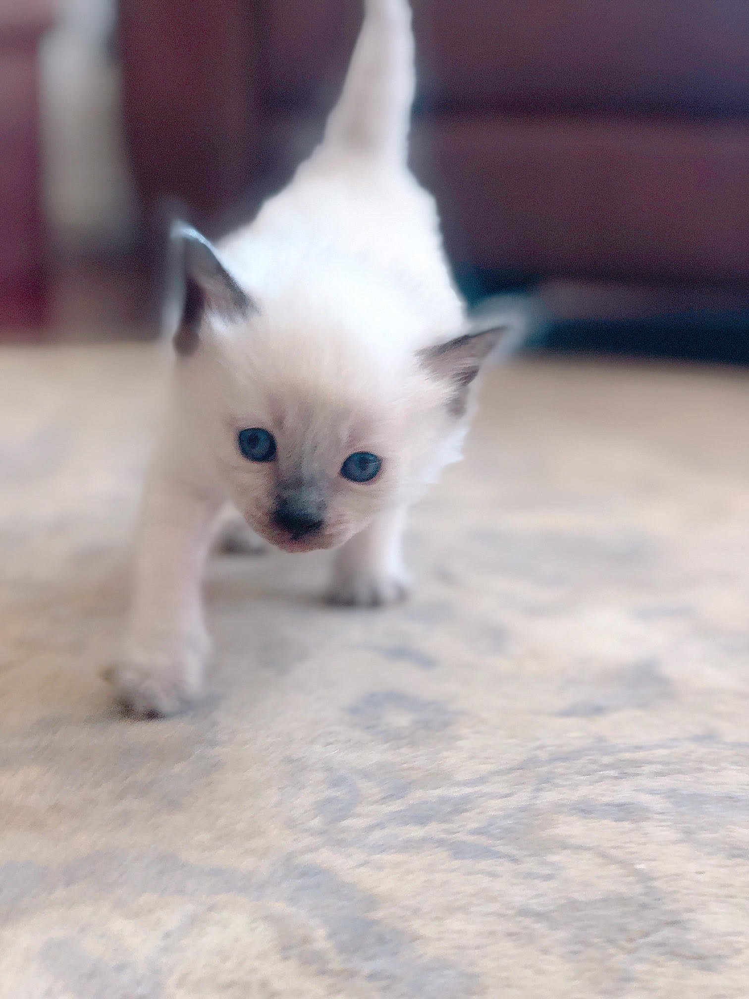 BALDOLL Balinese (Male) X Ragdoll (Female) (Local Bred) - Image 5