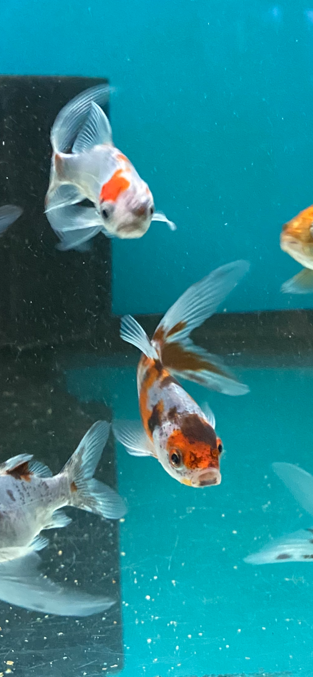 Gold Fish (Shubunkin)
