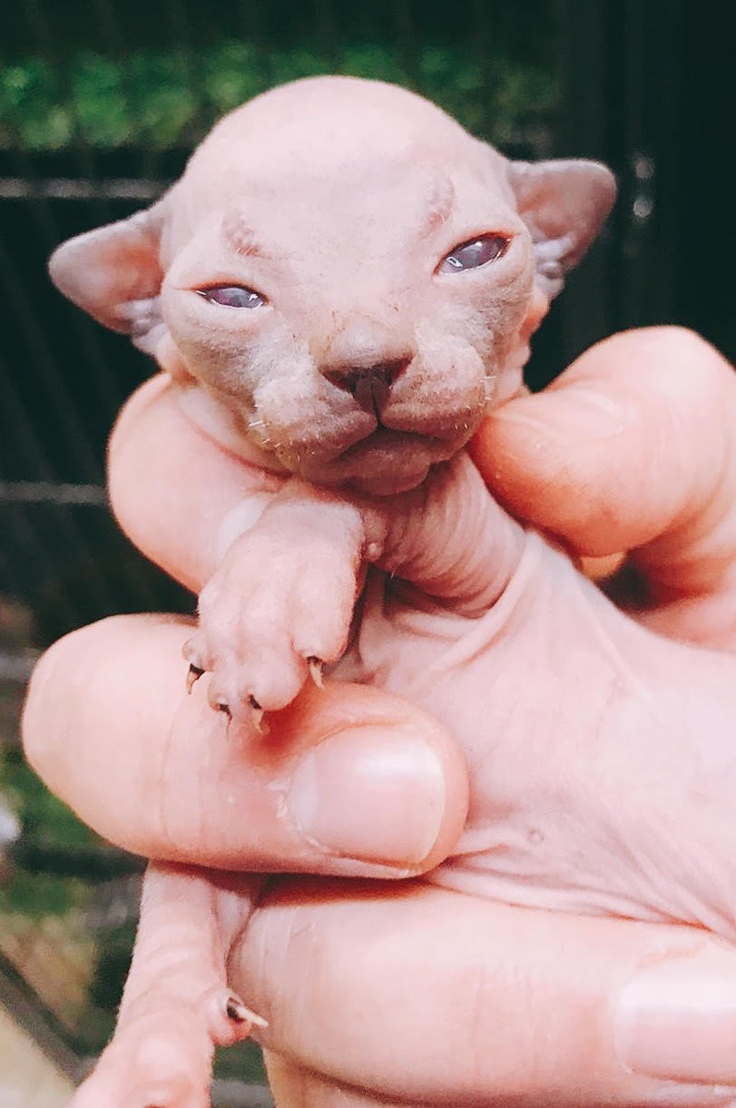 Sphynx (Local Bred) - Image 2