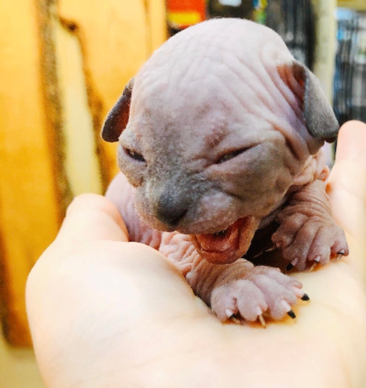 Sphynx (Local Bred) - Image 4