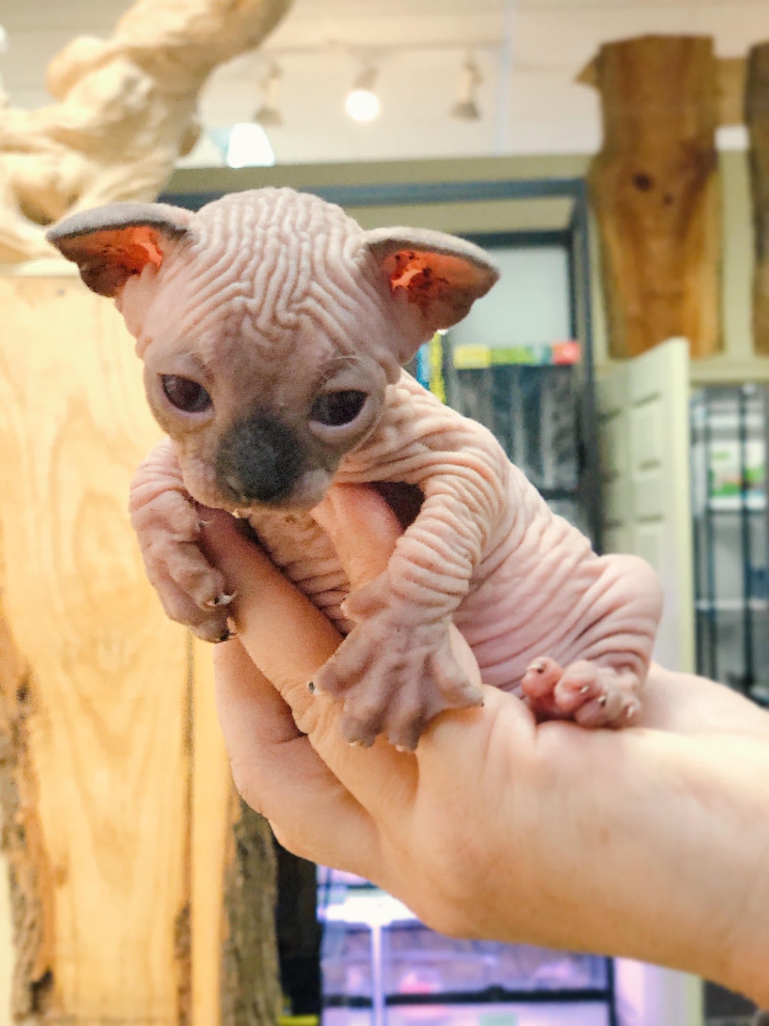 Sphynx (Local Bred) - Image 7