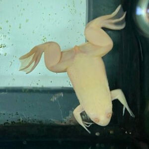 Frog African Albino Clawed