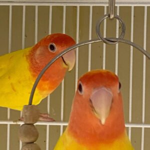 Lovebird (Lutino)