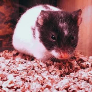 Hamster Dalmatian