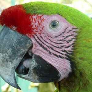 Baby Macaw (Buffon's - Great-Green Macaw)