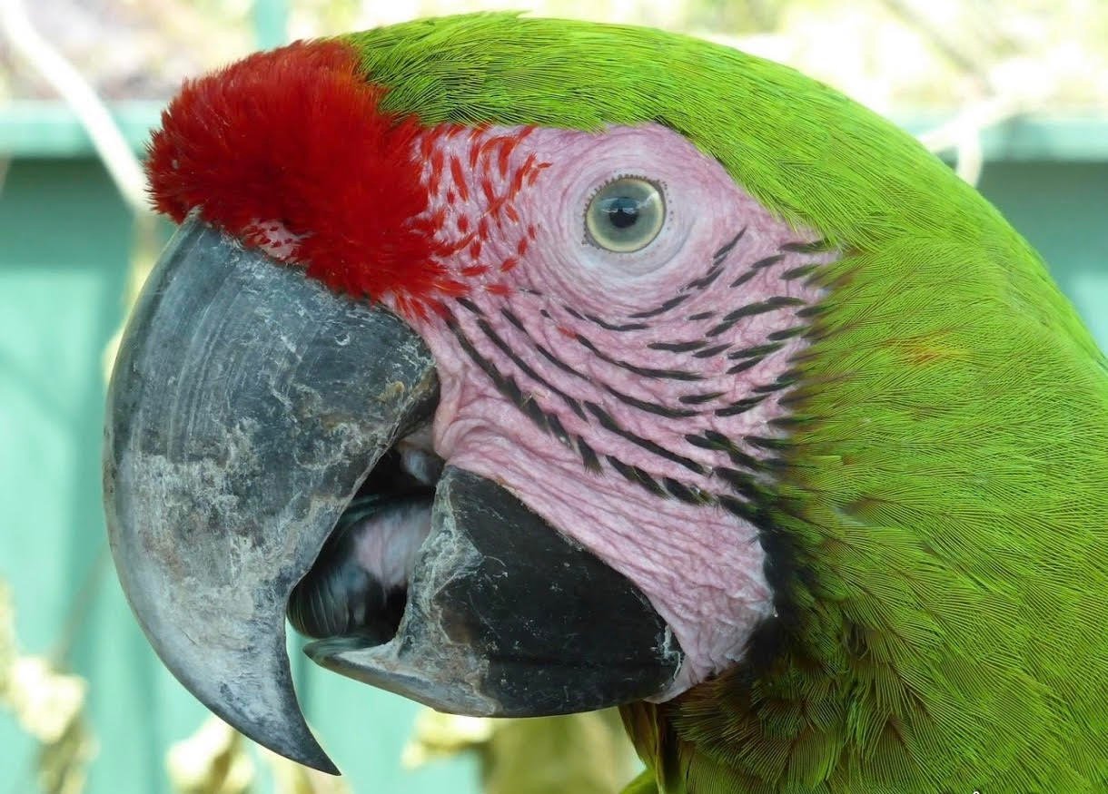 Baby Macaw (Buffon's - Great-Green Macaw)
