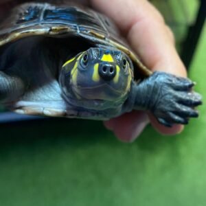 Amazon Yellow Spotted River Turtle