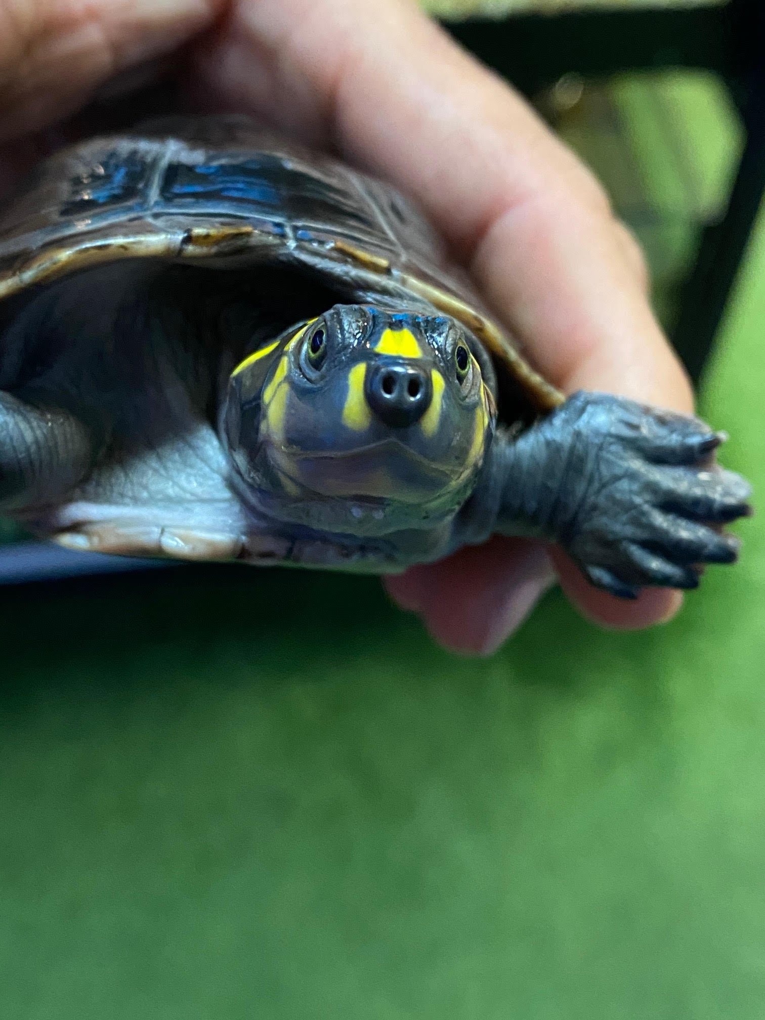 Amazon Yellow Spotted River Turtle