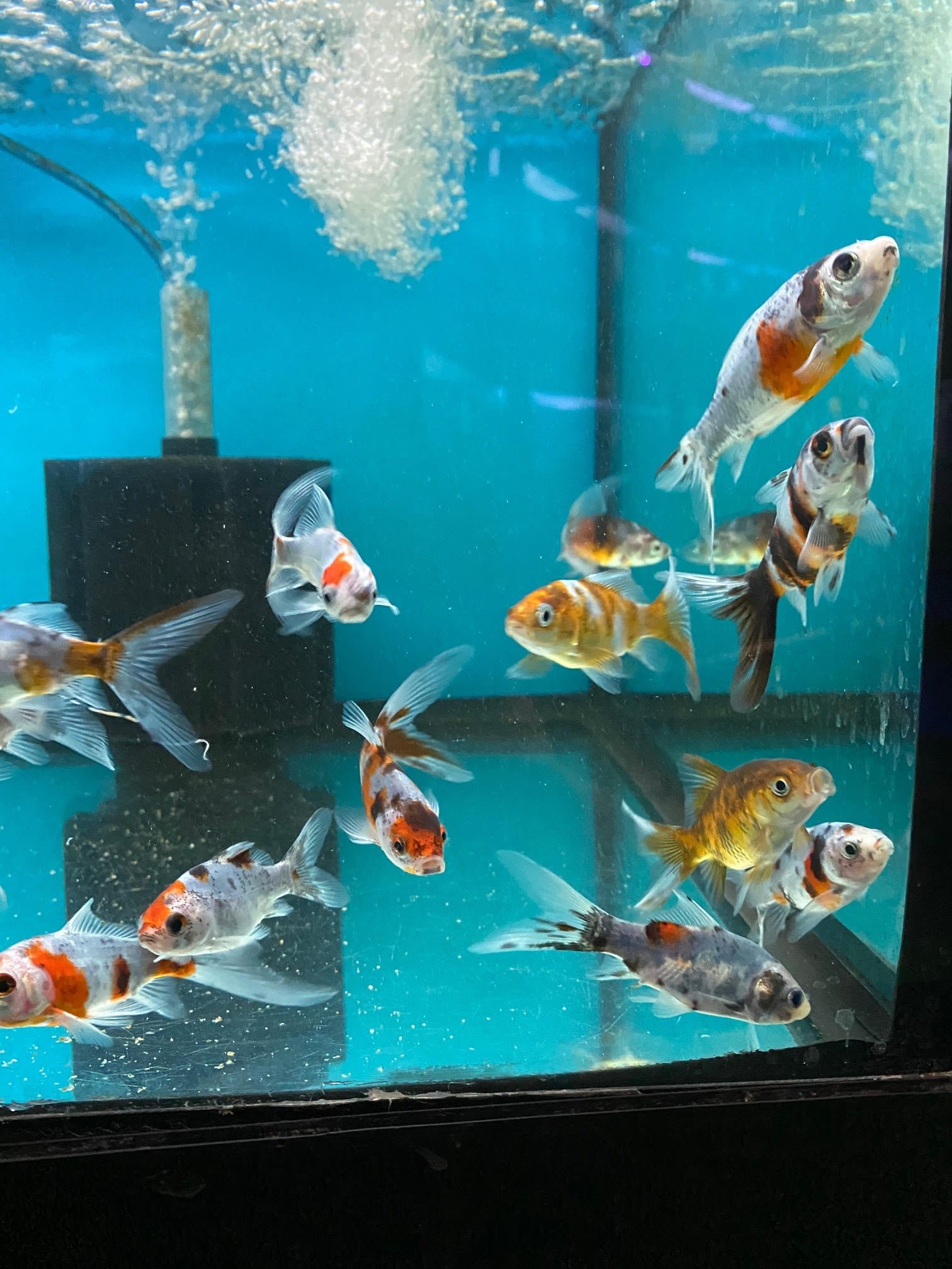 Gold Fish (Shubunkin) - Image 4